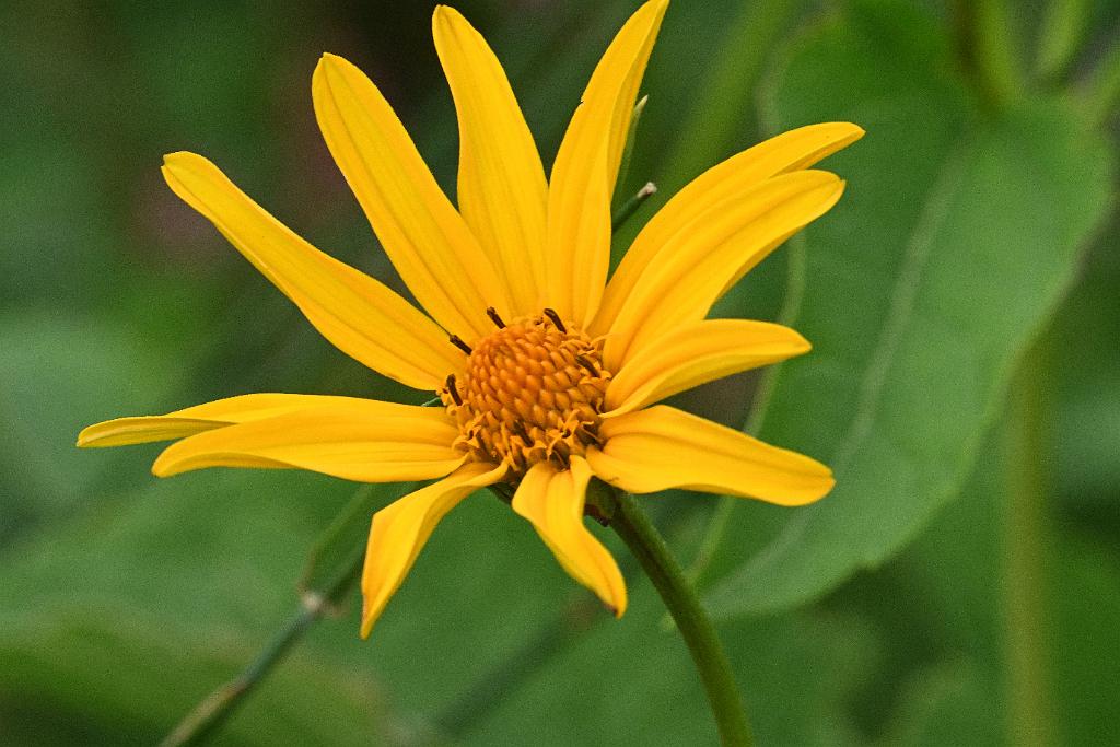 2025-08270233 Tower Hill Botanic Garden, MA.JPG - Jerusalem Artichoke (Helianthus tuberosus). New England Botanic Garden at Tower Hill, MA, 8-27-2025